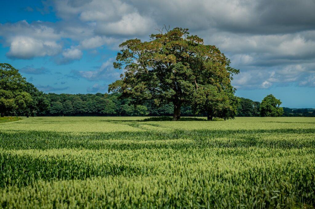 Standing crop at East Raynham Farm, Raynham, Norfolk