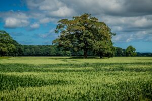 Standing crop at East Raynham Farm, Raynham, Norfolk