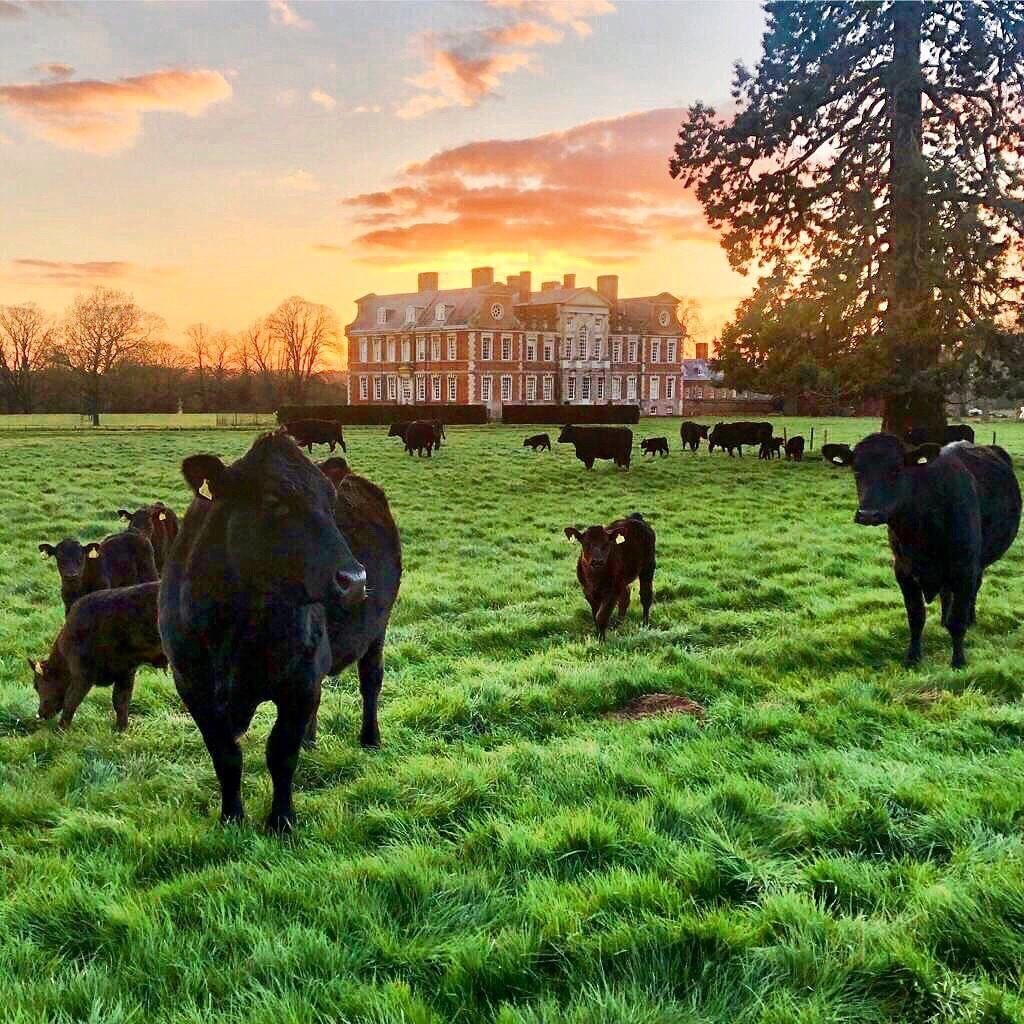 Cows grazing in the fields outside Raynham hall